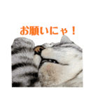 キジトラサバトラ（個別スタンプ：30）