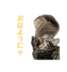 キジトラサバトラ（個別スタンプ：34）