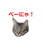 キジトラサバトラ（個別スタンプ：37）