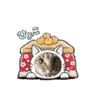 美猫？なピコちゃん（個別スタンプ：2）