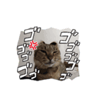 美猫？なピコちゃん（個別スタンプ：6）