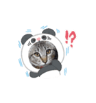美猫？なピコちゃん（個別スタンプ：8）