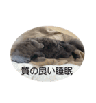 わさびという猫です（個別スタンプ：2）