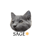 わさびという猫です（個別スタンプ：3）