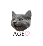 わさびという猫です（個別スタンプ：4）