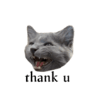 わさびという猫です（個別スタンプ：5）