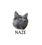 わさびという猫です（個別スタンプ：6）