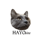 わさびという猫です（個別スタンプ：8）
