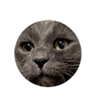 わさびという猫です（個別スタンプ：20）