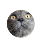 わさびという猫です（個別スタンプ：21）