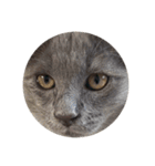 わさびという猫です（個別スタンプ：23）