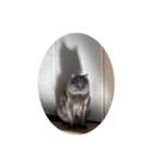わさびという猫です（個別スタンプ：24）
