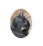 わさびという猫です（個別スタンプ：25）
