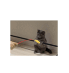 わさびという猫です（個別スタンプ：28）
