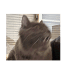 わさびという猫です（個別スタンプ：33）