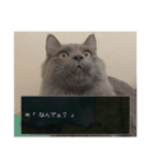 わさびという猫です（個別スタンプ：37）