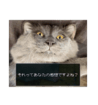 わさびという猫です（個別スタンプ：38）