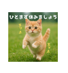 エッホエッホ先輩に捧げる猫（個別スタンプ：10）