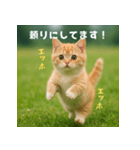 エッホエッホ先輩に捧げる猫（個別スタンプ：16）