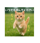 エッホエッホ先輩に捧げる猫（個別スタンプ：37）