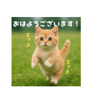エッホエッホ先輩に捧げる猫（個別スタンプ：39）