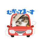 たまお！（個別スタンプ：7）