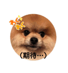 うずら 気持ち（個別スタンプ：7）