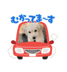ポメプーらん君（個別スタンプ：3）
