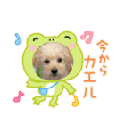 ポメプーらん君（個別スタンプ：7）