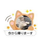 ポメプーらん君（個別スタンプ：8）