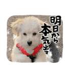 ポメプーらん君（個別スタンプ：10）