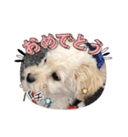 ポメプーらん君（個別スタンプ：16）