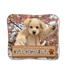 ポメプーらん君（個別スタンプ：19）