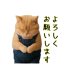 オーバーオールでぶ猫にゃ♡ずっと使える（個別スタンプ：3）
