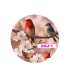 小鳥といっしょにごあいさつ（個別スタンプ：1）