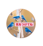 小鳥といっしょにごあいさつ（個別スタンプ：5）