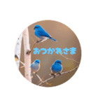 小鳥といっしょにごあいさつ（個別スタンプ：6）