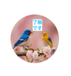 小鳥といっしょにごあいさつ（個別スタンプ：8）