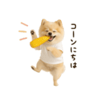 ポメラニアンのくだらないネタスタンプ（個別スタンプ：2）