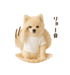 ポメラニアンのくだらないネタスタンプ（個別スタンプ：6）