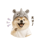 ポメラニアンのくだらないネタスタンプ（個別スタンプ：19）