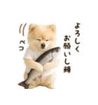 ポメラニアンのくだらないネタスタンプ（個別スタンプ：20）