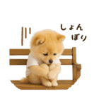 ポメラニアンのくだらないネタスタンプ（個別スタンプ：34）