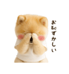 ポメラニアンのくだらないネタスタンプ（個別スタンプ：35）