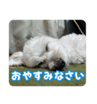 マルックスもなかのスタンプ【ほどよい】（個別スタンプ：4）