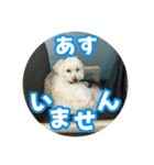 マルックスもなかのスタンプ【ほどよい】（個別スタンプ：6）