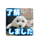 マルックスもなかのスタンプ【ほどよい】（個別スタンプ：16）