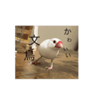 文鳥家族 1（個別スタンプ：1）
