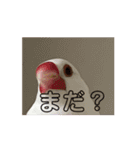 文鳥家族 1（個別スタンプ：2）