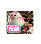 文鳥家族 1（個別スタンプ：5）